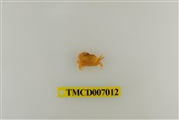 藏品(礁石假團扇蟹)的圖片